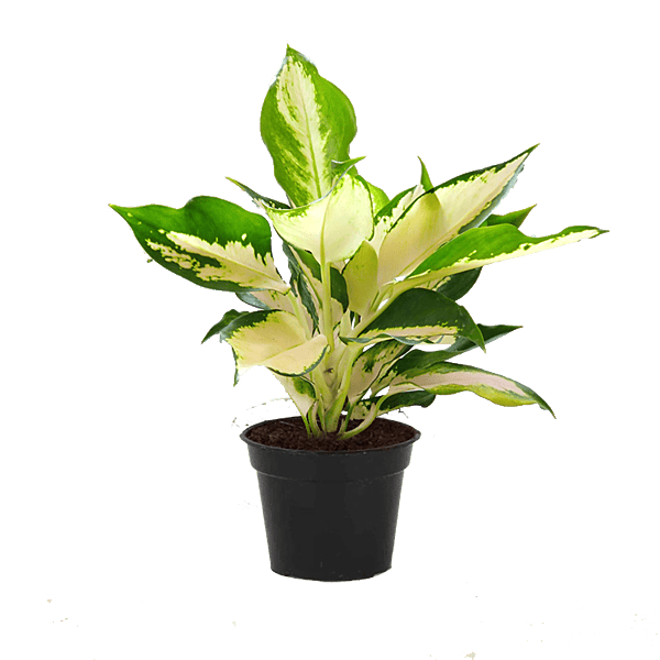 Aglaonema White Sukshom