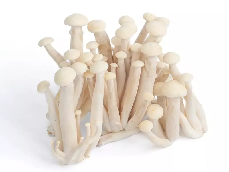 White Shimeji Mushrooms - Shroomery