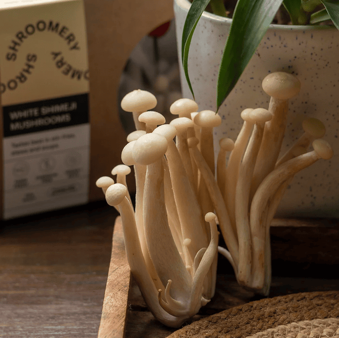 White Shimeji Mushrooms 200 Gms