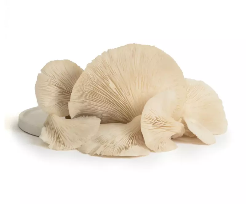White Oyster Mushrooms 250 Gms