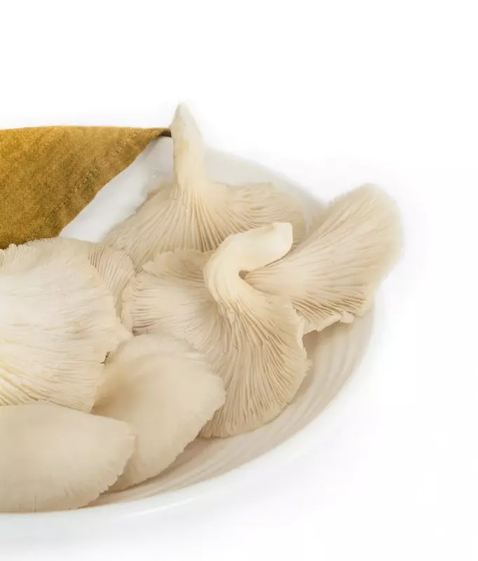 White Oyster Mushrooms - Shroomery