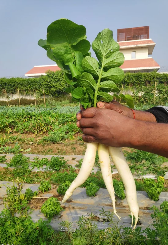 White Radish (Mooli) 500 Gms