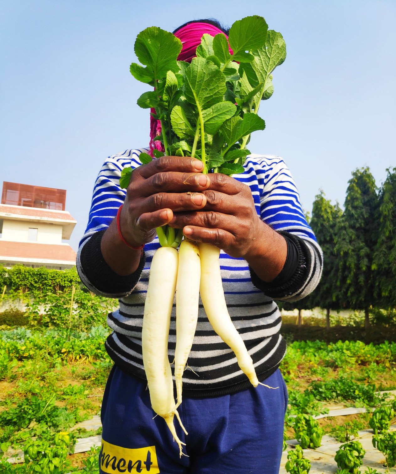 White Radish (Mooli) 500 Gms