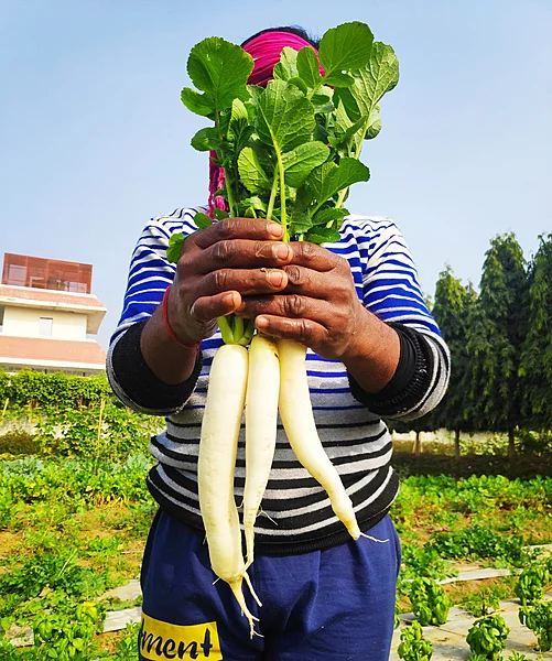 White Radish (Mooli) 500 Gms