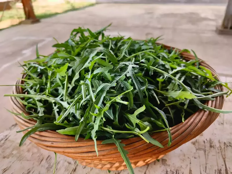Wild Roquette 250gms - IDRO Fresh