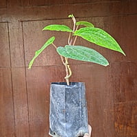 Finest Betel Leaf | Paan Plant Sapling
