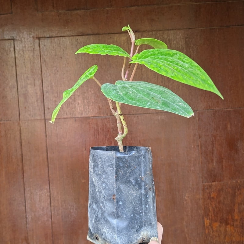 Finest Betel Leaf | Paan Plant Sapling