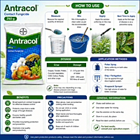 Bayer Antracol® 70 WP (Propineb 70% WP) | Vetrivel Agro Services