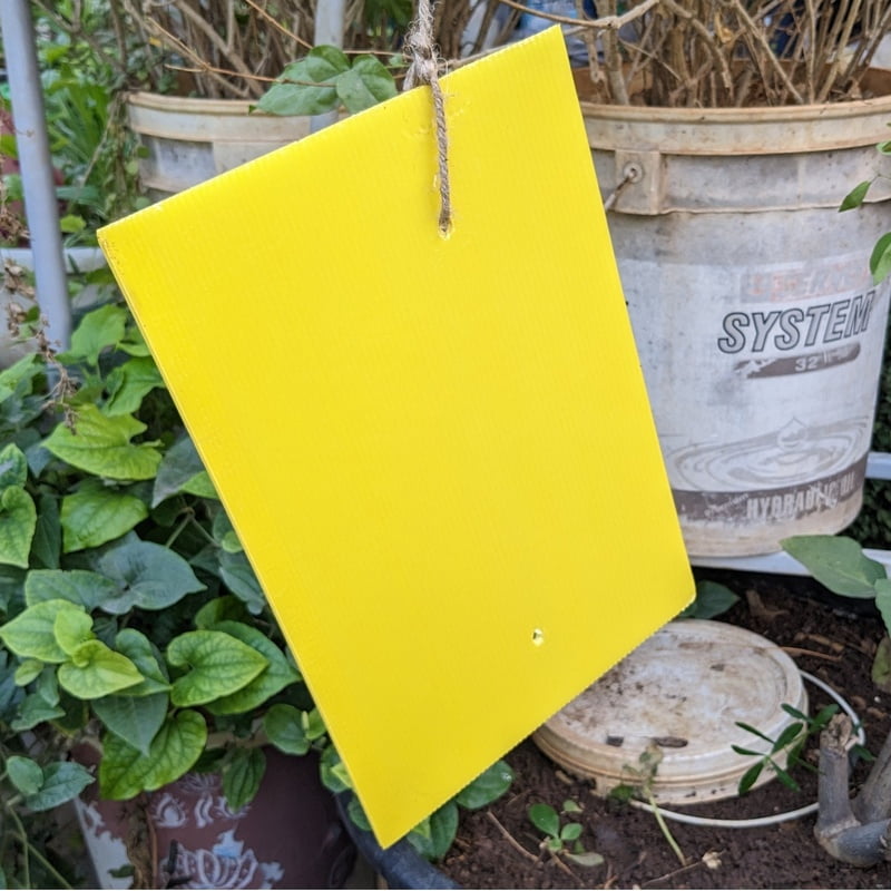 Yellow Sticky Trap for Insects A4 size (210*297)