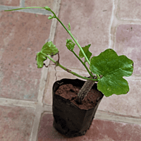 దొండ మొక్కలు Donda Plant Ivy Gourd