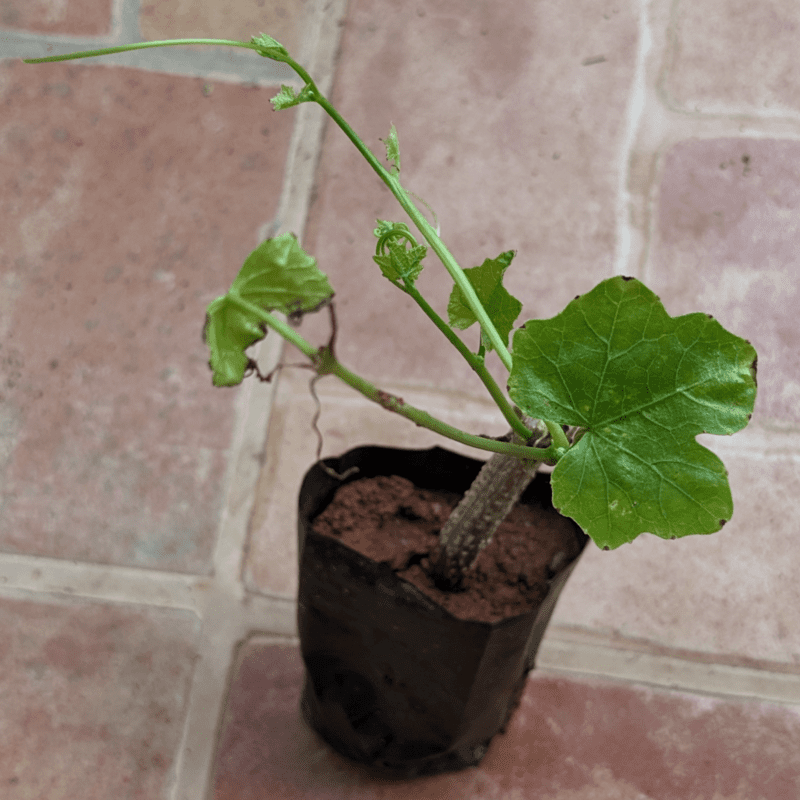 దొండ మొక్కలు Donda Plant Ivy Gourd