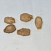 5 seeds పిచ్చుక పోట్ల | Pichuka potlakaya | Organic Small Snake Gourd Seeds