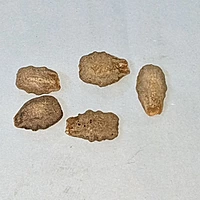 5 seeds పిచ్చుక పోట్ల | Pichuka potlakaya | Organic Small Snake Gourd Seeds