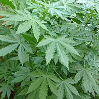 Dhanasa gongura | Green Roselle నాటు గోంగూర Green Gongura