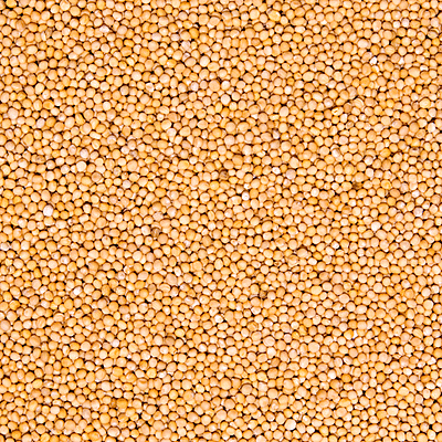 Raaja Masala - Pili Sarson (Yellow Mustard) 1kg