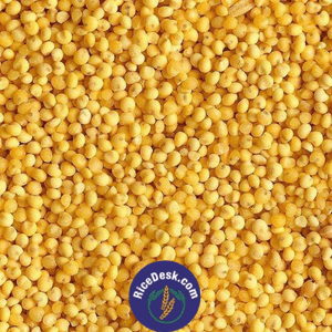 Yellow Jowar | Pachha Jonnalu : 1kg Yellow Jowar | Pachha Jonnalu : 1kg