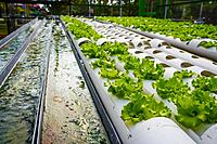 Hydroponics & Soilless Cultivation Systems Training
