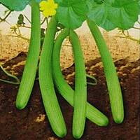 Long Cucumber (Kakri) 15 to 20 seeds