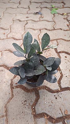 Zamia Black