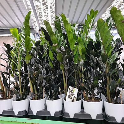 Zamia Black