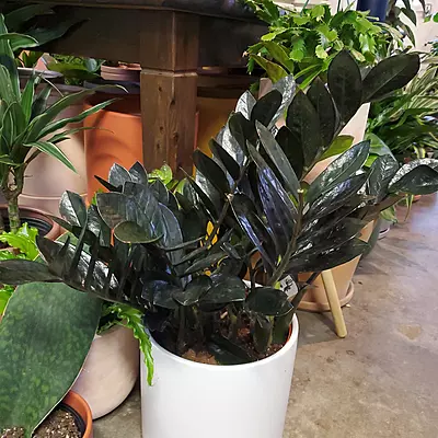 Zamia Black