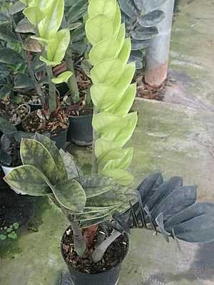 Zamia Black