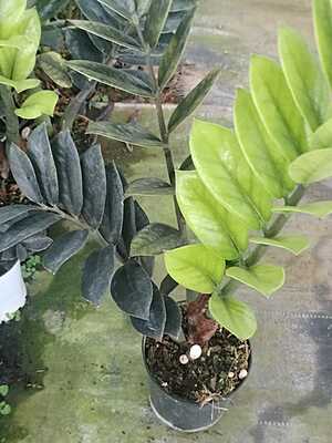 Zamia Black