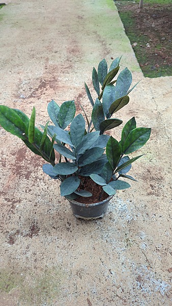 Zamia Black