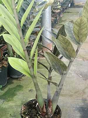 Zamia Green