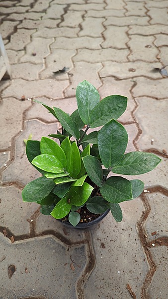 Zamia Green