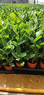 Zamia Mini Zamia Mini