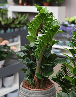 Zamia Mini Zamia Mini