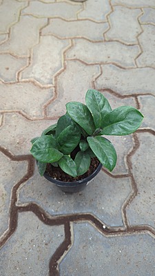 Zamia Mini Zamia Mini