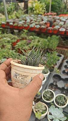 Zebra Plant