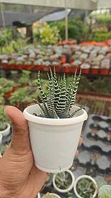 Zebra Plant Zebra Plant