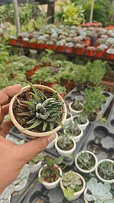 Zebra Plant Zebra Plant