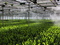 Irrigation Line & Fogging System Internal Cleaning