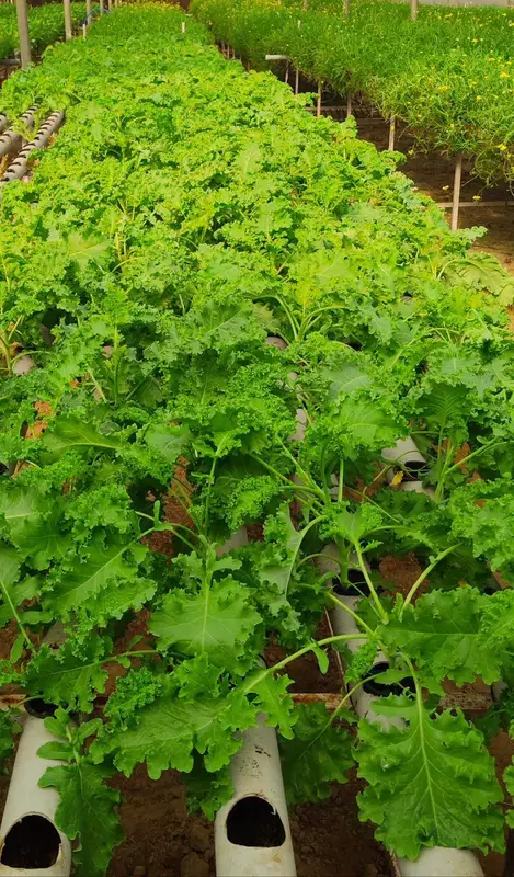 Hydroponic Curly Kale 250
