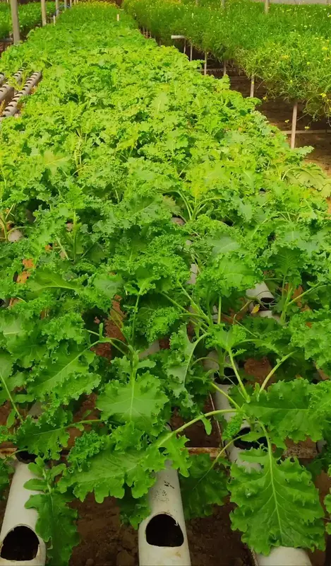 Curly Kale 250 - IDRO Fresh