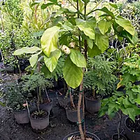 Noni Plant (Morinda Citrifolia)