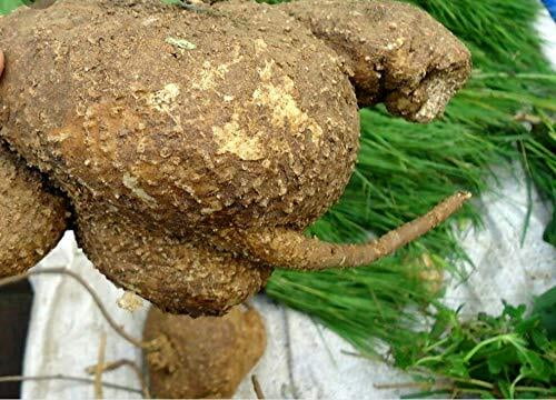 Akasa Garudan Kilangu Akasa Garudan Kilangu