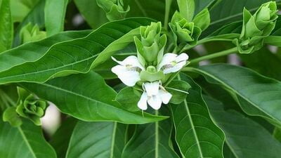 AADATHODA ILAI / MALABAR NUT LEAF POWDER