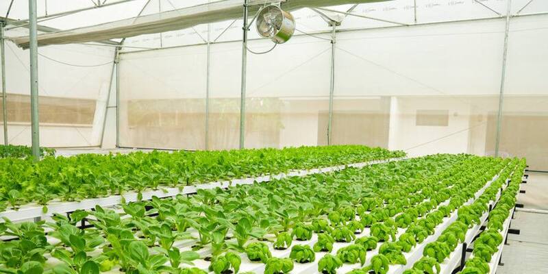 Post-Harvest Handling, Grading & Quality Management Training