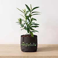 All Spice plant