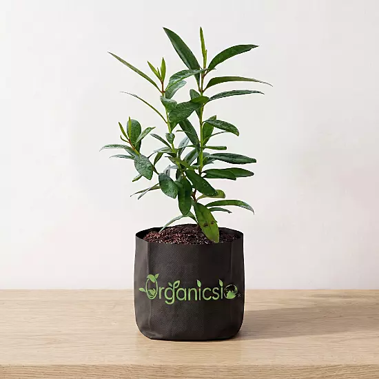 All Spice plant