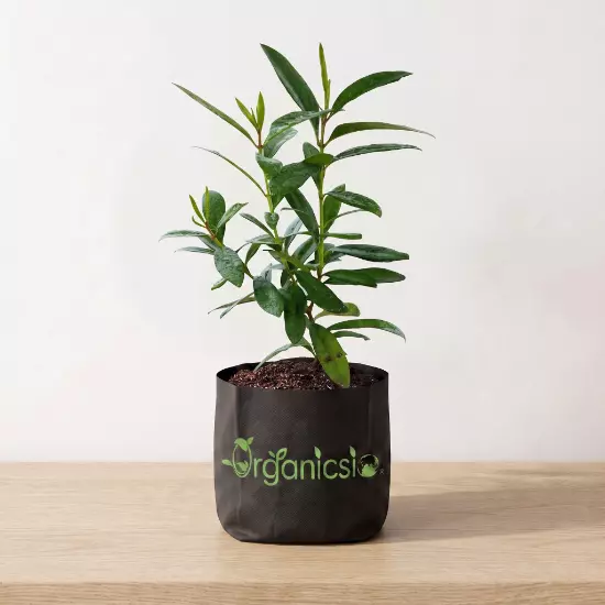 All Spice plant