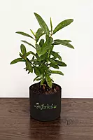 All Spice plant