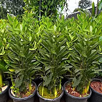 All Spice plant