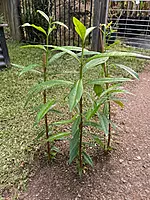 All Spice plant