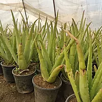Aloevera Plant (Aloe Vera)
